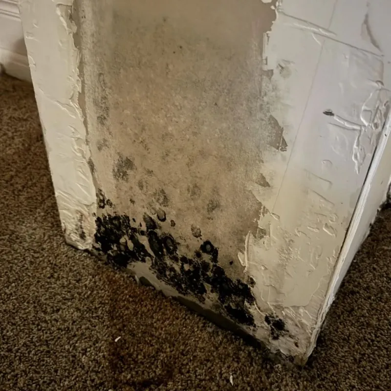 Professional Mold Removal in South Lake Tahoe, CA